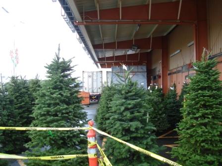 Xmas trees in Hilo